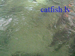 ����������� ������� ���� � ���. �������������