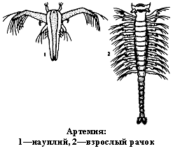 Артемия